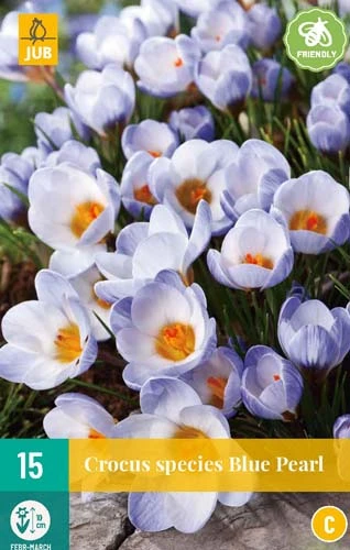 Krokus Blue Pearl (15 Stück) | Krokuszwiebeln Von Jub Holland 1 Krokus Blue Pearl (15 Stück) | Krokuszwiebeln Von Jub Holland