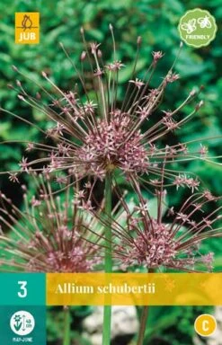 Zierlauch Schubertii (3 Stück) | Alliumzwiebeln Von Jub Holland