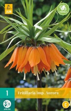 Fritillaria Imp. Aurora (1 Stück) | Kaiserkronenzwiebeln Von Jub Holland