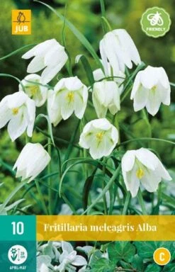 Fritillaria Meleagris Alba (10 Stück) | Kaiserkronenzwiebeln Von Jub Holland