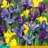 Iris Dwarf Mix (15 Stück) | Schwertlilienknollen Von Jub Holland