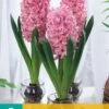 Hyazinthe Pink Pearl (3 Stück) | Hyazinthenzwiebeln Von Jub Holland