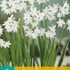 Narzisse Paperwhite (5 Stück) | Narzissenzwiebeln Von Jub Holland
