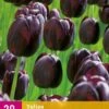 Tulpe Queen Of Night (20 Stück) | Tulpenzwiebeln Von Jub Holland