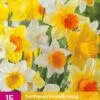 Narzisse Grootkronig Mix (15 Stück) | Narzissenzwiebeln Von Jub Holland