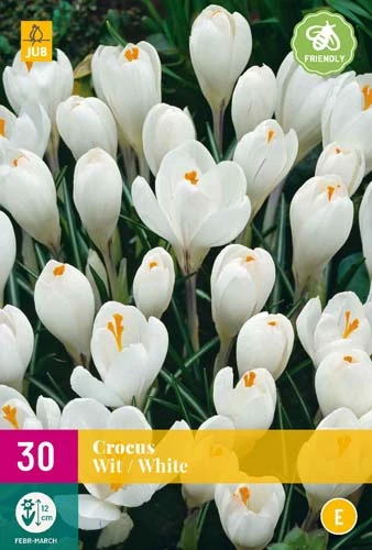 Krokus Wit (30 Stück) | Krokuszwiebeln Von Jub Holland 1 Krokus Wit (30 Stück) | Krokuszwiebeln Von Jub Holland