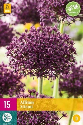 Zierlauch Miami (15 Stück) | Alliumzwiebeln Von Jub Holland 1 Zierlauch Miami (15 Stück) | Alliumzwiebeln Von Jub Holland