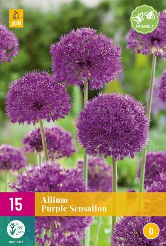 Zierlauch Purple Sensation (15 Stück) | Alliumzwiebeln Von Jub Holland 1 Zierlauch Purple Sensation (15 Stück) | Alliumzwiebeln Von Jub Holland