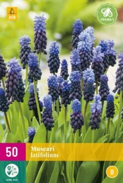 Traubenhyazinthe Latifolium (50 Stück) | Traubenhyazinthen Von Jub Holland