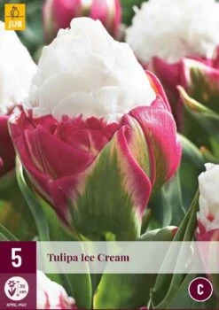 Tulpe Ice Cream (5 Stück) | Tulpenzwiebeln Von Jub Holland