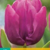 Tulpe Purple Prince (10 Stück) | Tulpenzwiebeln Von Jub Holland