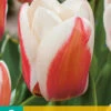 Tulpe Willem Van Den Akker (7 Stück) | Greigii-Tulpen Von Jub Holland