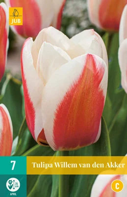 Tulpe Willem Van Den Akker (7 Stück) | Greigii-Tulpen Von Jub Holland 1 Tulpe Willem Van Den Akker (7 Stück) | Greigii-Tulpen Von Jub Holland