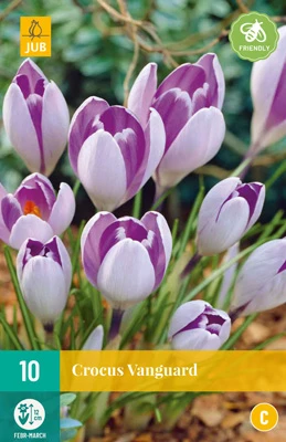 Krokus Vanguard (10 Stück) | Krokuszwiebeln Von Jub Holland 1 Krokus Vanguard (10 Stück) | Krokuszwiebeln Von Jub Holland