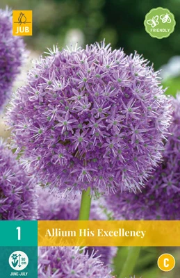 Allium His Excellency (1 Stück) | Zierlauchzwiebeln Von Jub Holland 1 Allium His Excellency (1 Stück) | Zierlauchzwiebeln Von Jub Holland