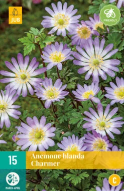 Anemone Blanda Charmer (15 Stück) | Anemonenknollen Von Jub Holland