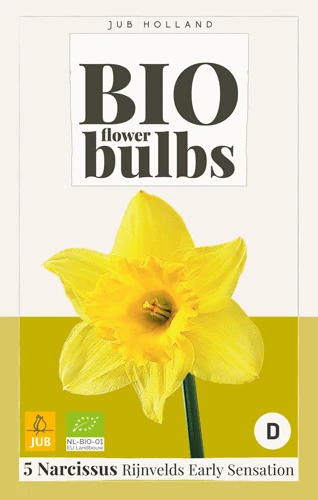 Narzisse Rijnvelds Early Sensation (5 Stück) | BIO Narzissenzwiebeln Von Jub Holland 1 Narzisse Rijnvelds Early Sensation (5 Stück) | BIO Narzissenzwiebeln Von Jub Holland