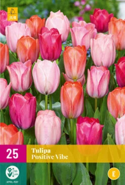 Tulpe Positive Vibe (25 Stück) | Tulpenzwiebeln Von Jub Holland