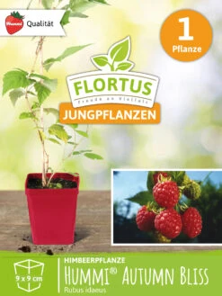 Himbeerpflanze Autumn Bliss | Himbeerpflanzen Von FLORTUS