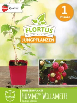 Himbeerpflanze Willamette | Himbeerpflanzen Von FLORTUS