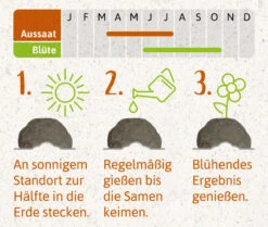 Samenbomben Das Bienenstaatsbankett (6 Stück) | Bienenwiese Von FLORTUS -Angebote Pegasus Store 562161 Samenbomben Das Bienenstaatsbankett 6 Stueck 2000 2356 4