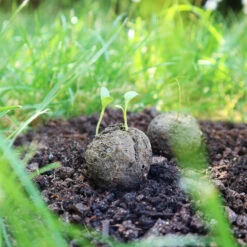 Samenbomben Die Mohnlandschaft (6 Stück) | Mohnsamen Von FLORTUS -Angebote Pegasus Store 562163 Samenbomben Die Mohnlandschaft 6 Stueck 2000 1054 6