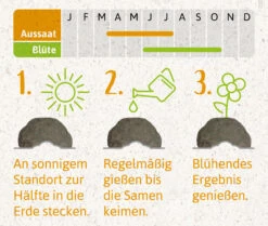 Samenbomben Der Gelbe Sonnenschein (6 Stück) | Blumensamenmischung Von FLORTUS -Angebote Pegasus Store 562164 Samenbomben Der Gelbe Sonnenschein 6 Stueck 2000 1055 4