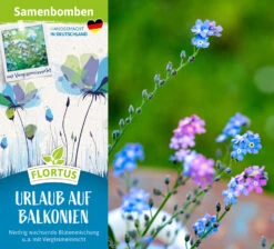 Samenbomben Urlaub Auf Balkonien (6 Stück) | Blumensamenmischung Von FLORTUS -Angebote Pegasus Store 562167 Samenbomben Urlaub auf Balkonien 6 Stueck 2000 1058 2