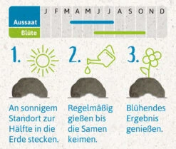 Samenbomben Urlaub Auf Balkonien (6 Stück) | Blumensamenmischung Von FLORTUS -Angebote Pegasus Store 562167 Samenbomben Urlaub auf Balkonien 6 Stueck 2000 1058 4