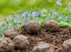 Samenbomben Set (8 Päckchen) | Blumensamenmischung Von FLORTUS -Angebote Pegasus Store 562498 Samenbomben Set 8 Paeckchen 2000 2367 6 1