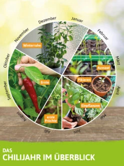 Chilipflanzenset Jalapeno Sorten | Chili Jungpflanzen Von FLORTUS